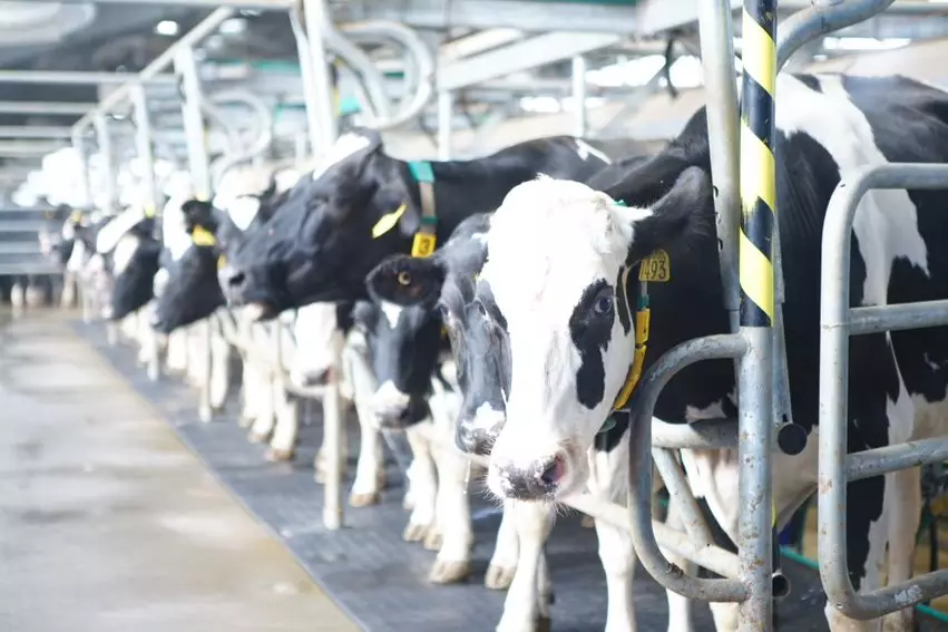 KIN Fresh Yogurt © 2020 brilio.net