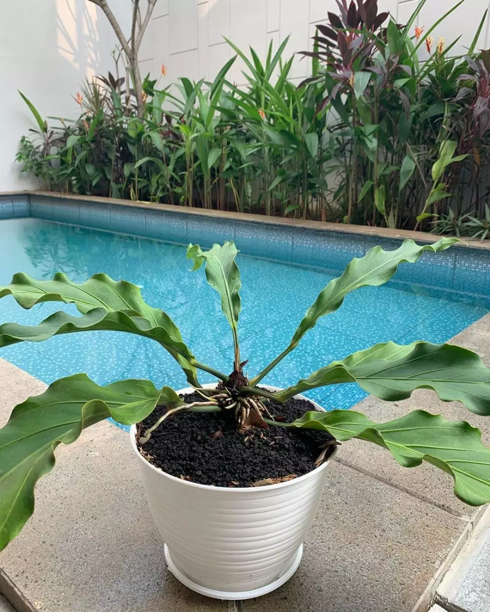 koleksi tanaman hias sarita  Instagram koleksi tanaman hias sarita  Instagram