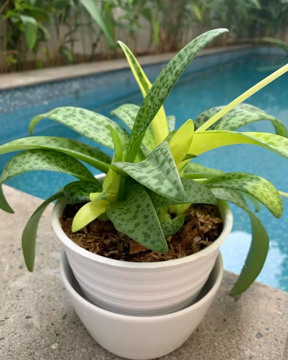 koleksi tanaman hias sarita  Instagram koleksi tanaman hias sarita  Instagram