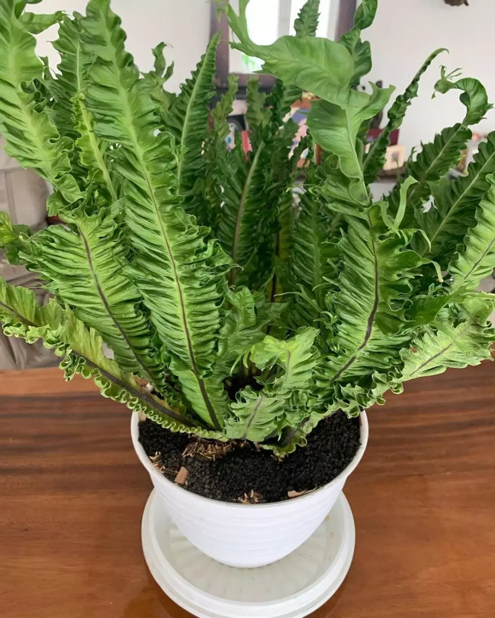 koleksi tanaman hias sarita  Instagram koleksi tanaman hias sarita  Instagram