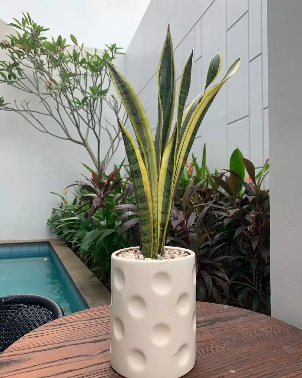 koleksi tanaman hias sarita  Instagram koleksi tanaman hias sarita  Instagram