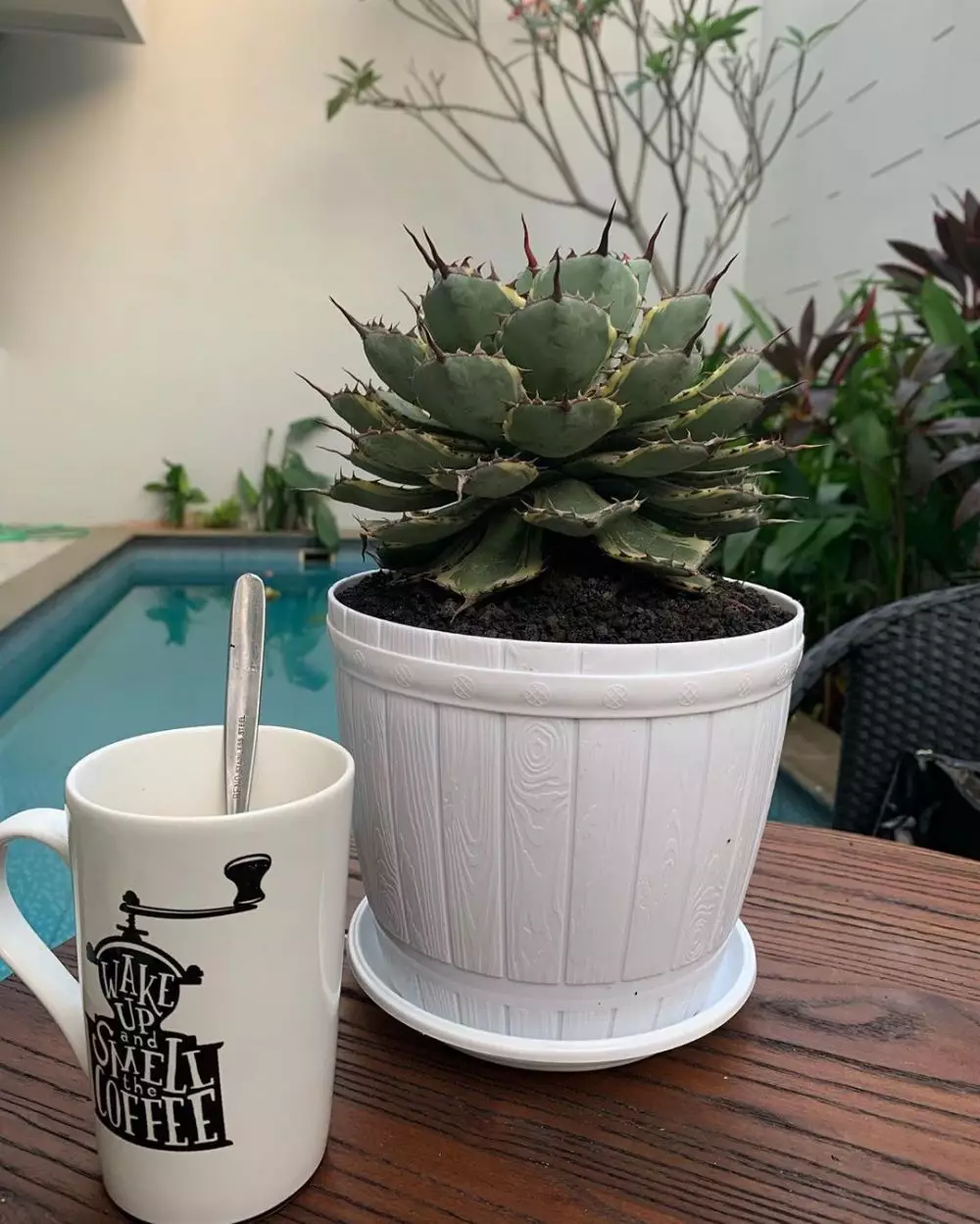 koleksi tanaman hias sarita  Instagram koleksi tanaman hias sarita  Instagram