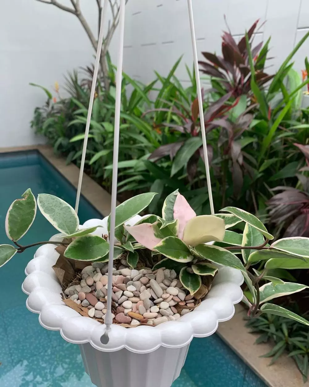 koleksi tanaman hias sarita  Instagram koleksi tanaman hias sarita  Instagram