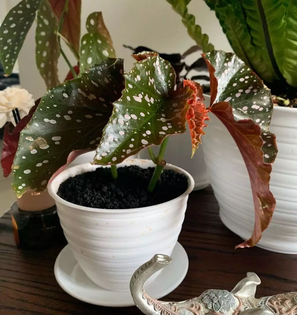 koleksi tanaman hias sarita  Instagram koleksi tanaman hias sarita  Instagram