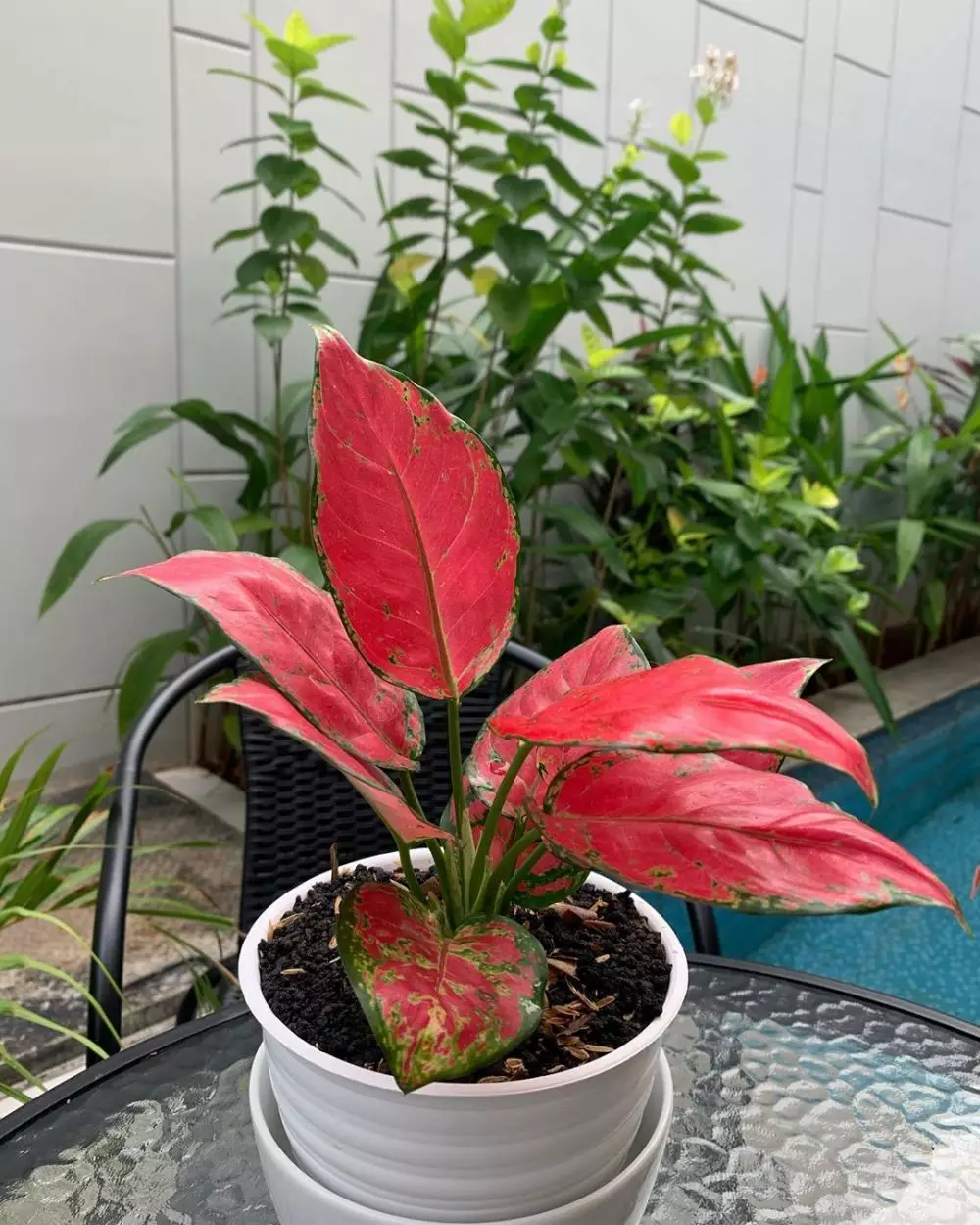 koleksi tanaman hias sarita  Instagram koleksi tanaman hias sarita  Instagram