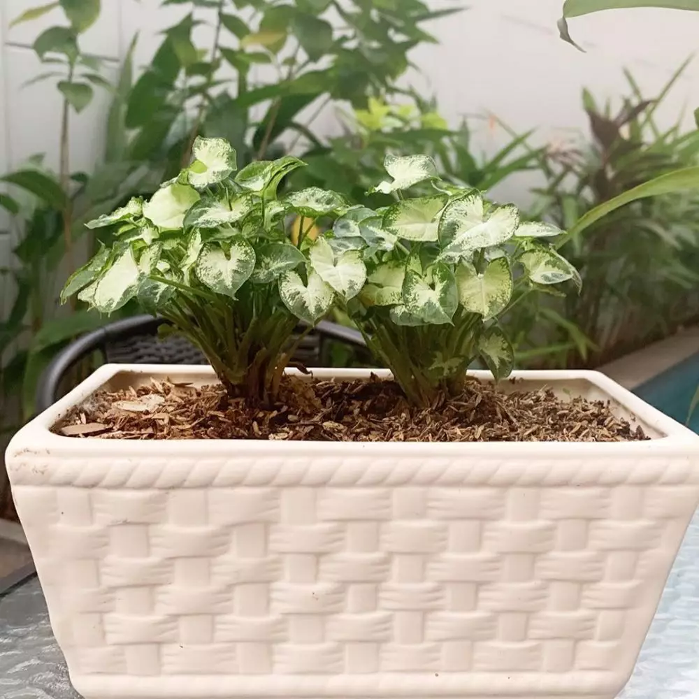 koleksi tanaman hias sarita  Instagram koleksi tanaman hias sarita  Instagram