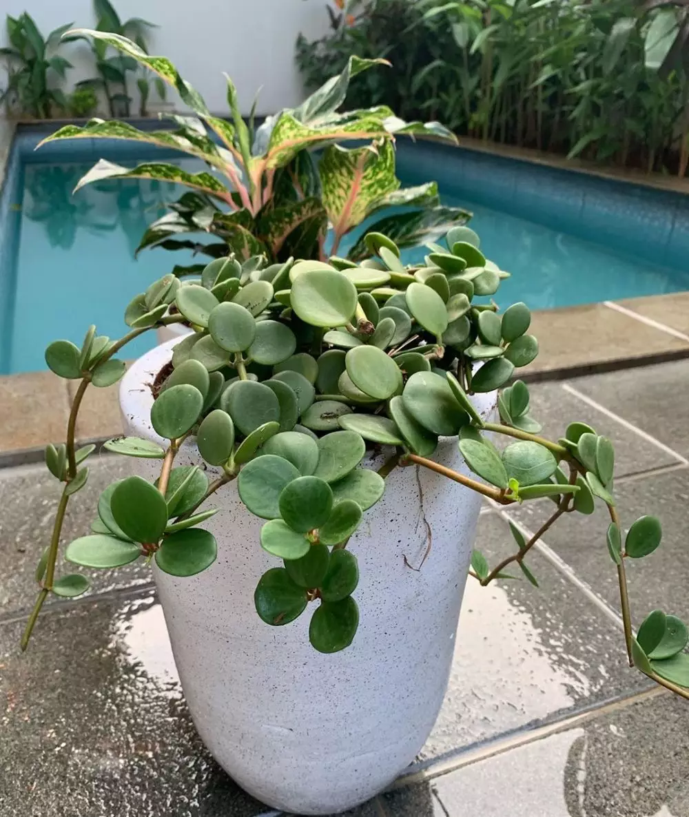 koleksi tanaman hias sarita  Instagram koleksi tanaman hias sarita  Instagram