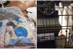 10 Potret lucu kucing antimainstream ini bikin auto tepuk jidat