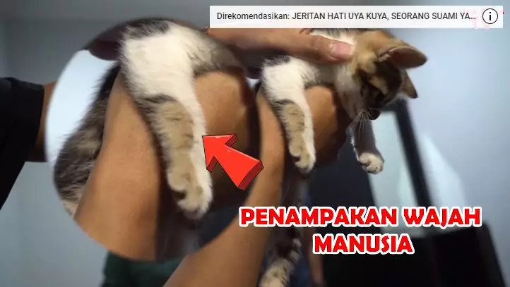 kucing tieta berbagai sumber