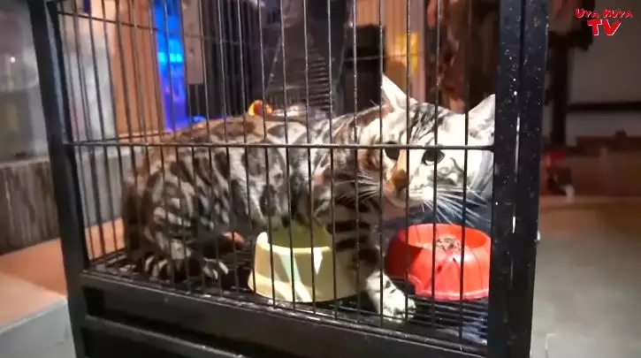 kucing tieta berbagai sumber