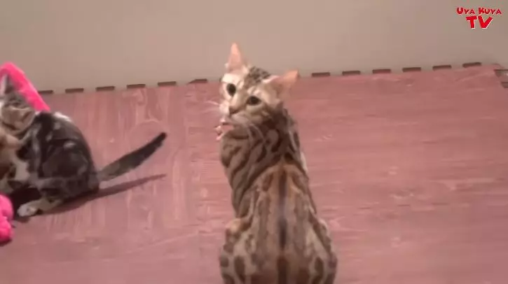 kucing tieta berbagai sumber