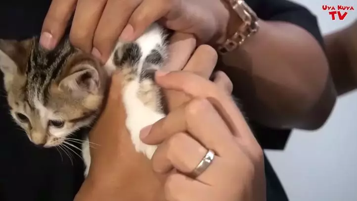 kucing tieta berbagai sumber