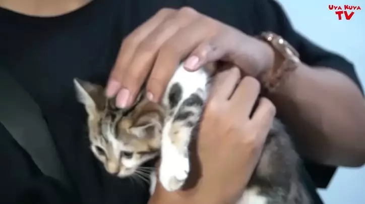 kucing tieta berbagai sumber