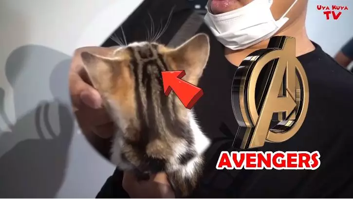 kucing tieta berbagai sumber