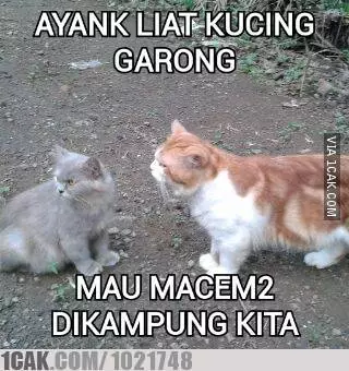 Meme beda nasib kucing kampung Berbagai sumber