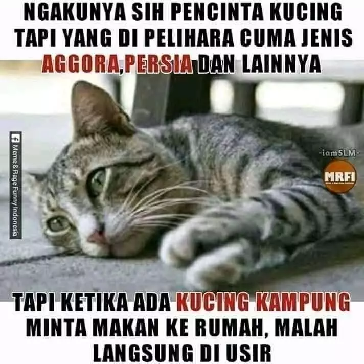 Meme beda nasib kucing kampung Berbagai sumber