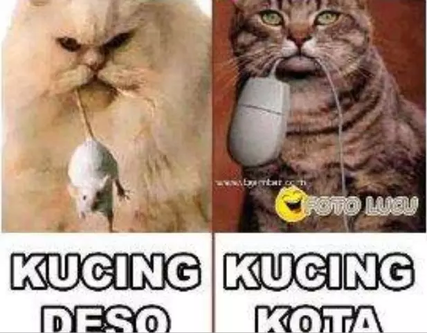 Meme beda nasib kucing kampung Berbagai sumber
