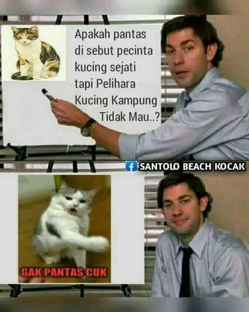 Meme beda nasib kucing kampung Berbagai sumber