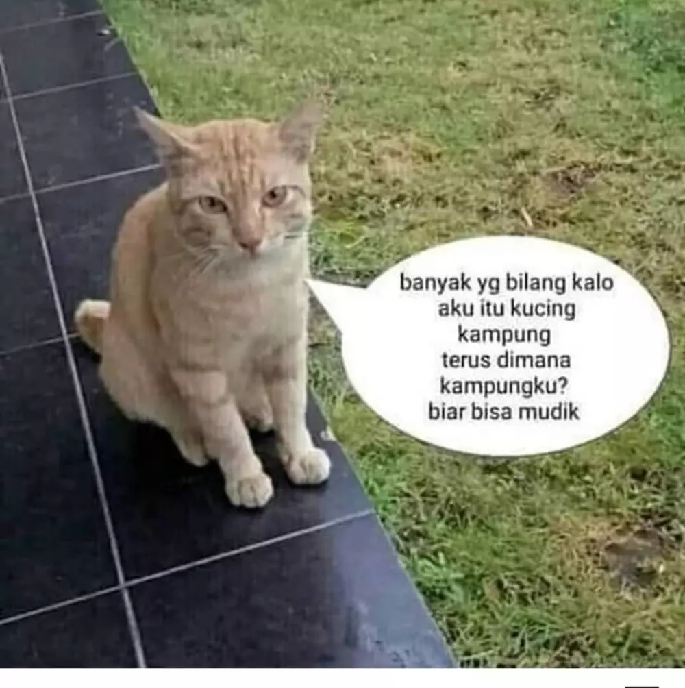 Meme beda nasib kucing kampung Berbagai sumber