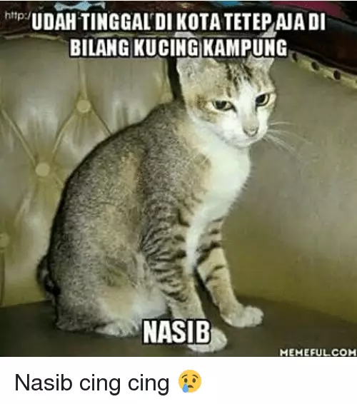 Meme beda nasib kucing kampung Berbagai sumber