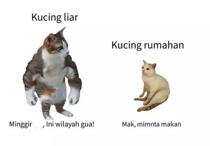Meme beda nasib kucing kampung Berbagai sumber