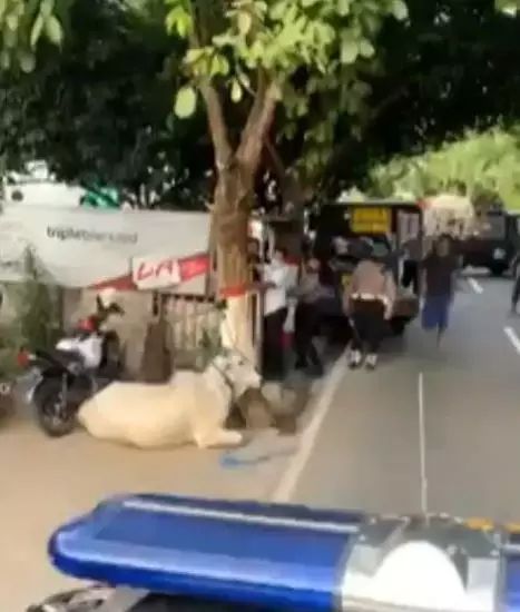 sapi kurban amuk polisi Instagram