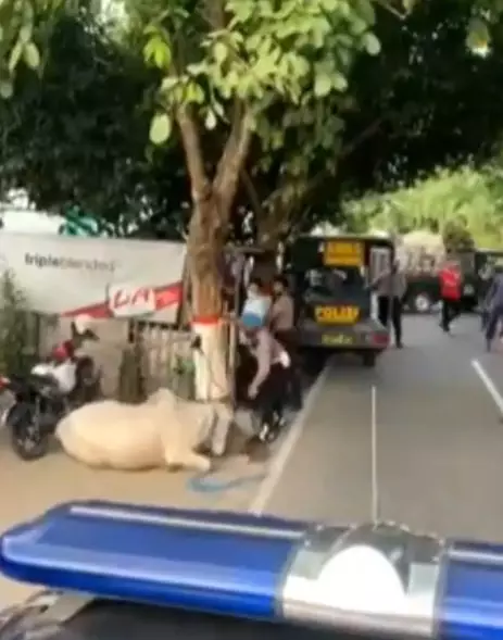 sapi kurban amuk polisi Instagram