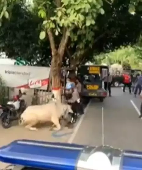 sapi kurban amuk polisi Instagram