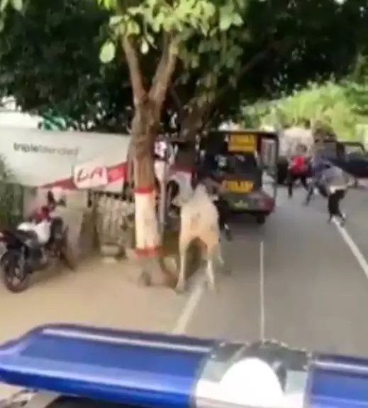 sapi kurban amuk polisi Instagram