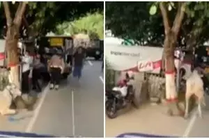 Viral sapi kurban mengamuk seruduk polisi, ini 5 potretnya