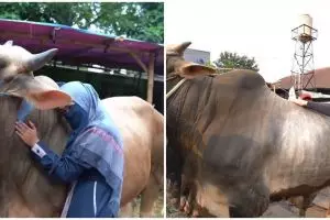 Momen lucu 3 seleb saat Idul Adha, hewan kurbannya dikasih nama lucu