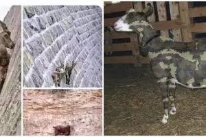 10 Meme lucu cara kambing kabur dari jagal ini bikin senyum merekah