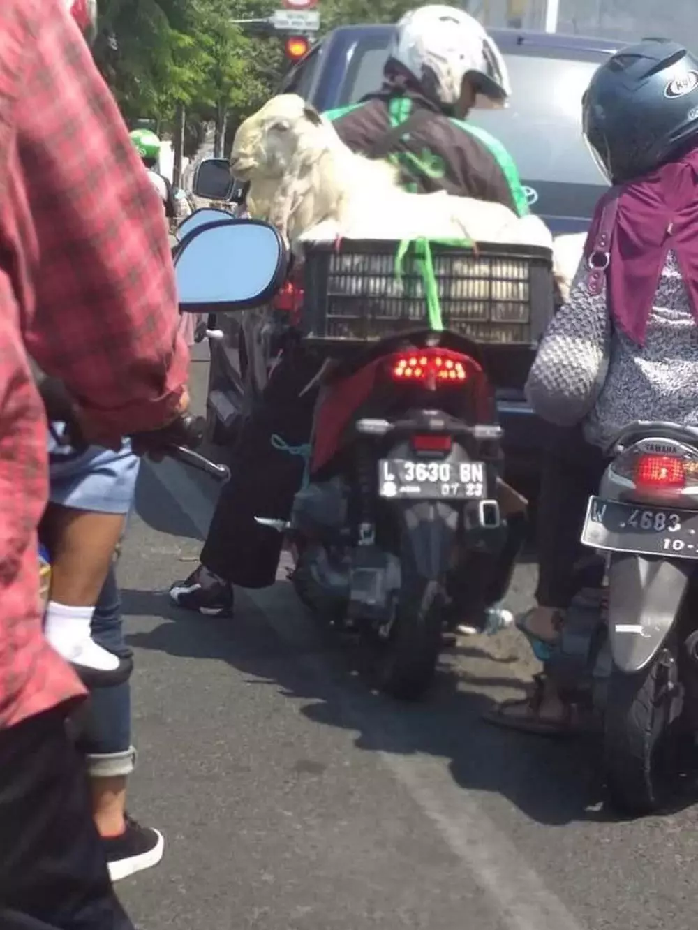 potret lucu bawa kambing Twitter