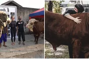 8 Seleb ini pilih sapi jumbo buat hewan kurban Idul Adha