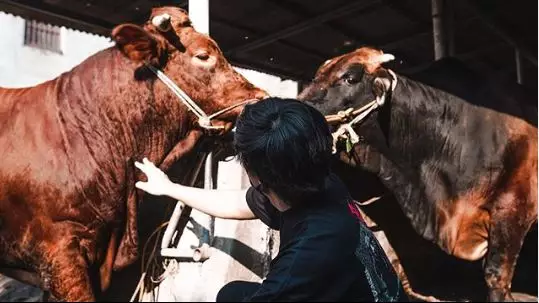 Kurban lebih dari satu © 2020 brilio.net Kurban lebih dari satu © 2020 brilio.net