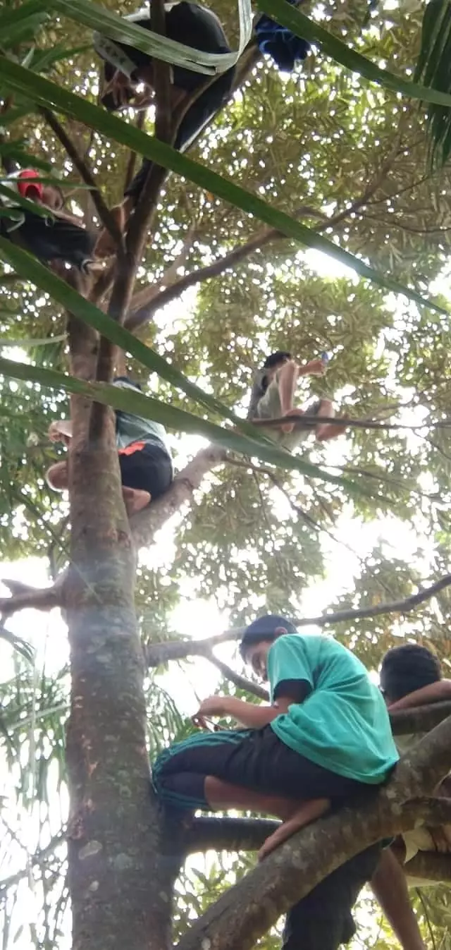 Pelajar naik pohon demi sinyal Facebook/ Renni Rosari Sinaga Pelajar naik pohon demi sinyal Facebook/ Renni Rosari Sinaga