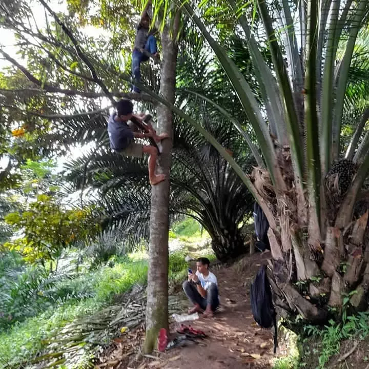 Pelajar naik pohon demi sinyal Facebook/ Renni Rosari Sinaga Pelajar naik pohon demi sinyal Facebook/ Renni Rosari Sinaga
