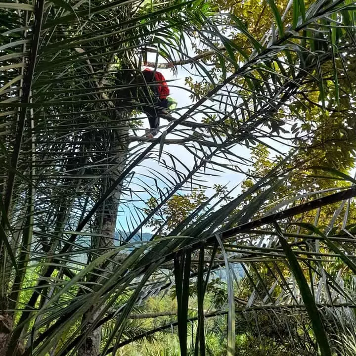 Pelajar naik pohon demi sinyal Facebook/ Renni Rosari Sinaga Pelajar naik pohon demi sinyal Facebook/ Renni Rosari Sinaga