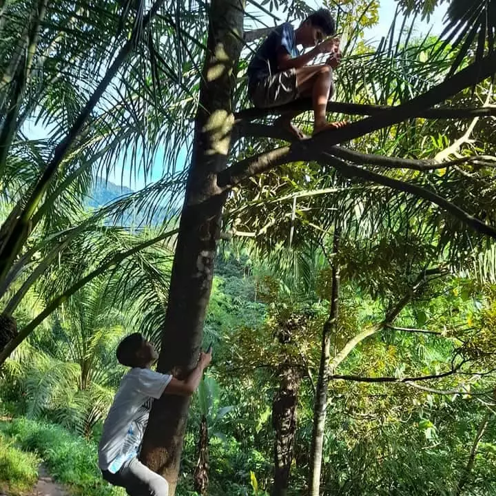 Pelajar naik pohon demi sinyal Facebook/ Renni Rosari Sinaga Pelajar naik pohon demi sinyal Facebook/ Renni Rosari Sinaga