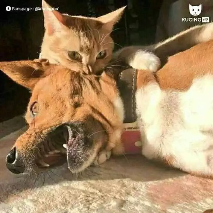 Potret kucing oren Berbagai sumber Potret kucing oren Berbagai sumber
