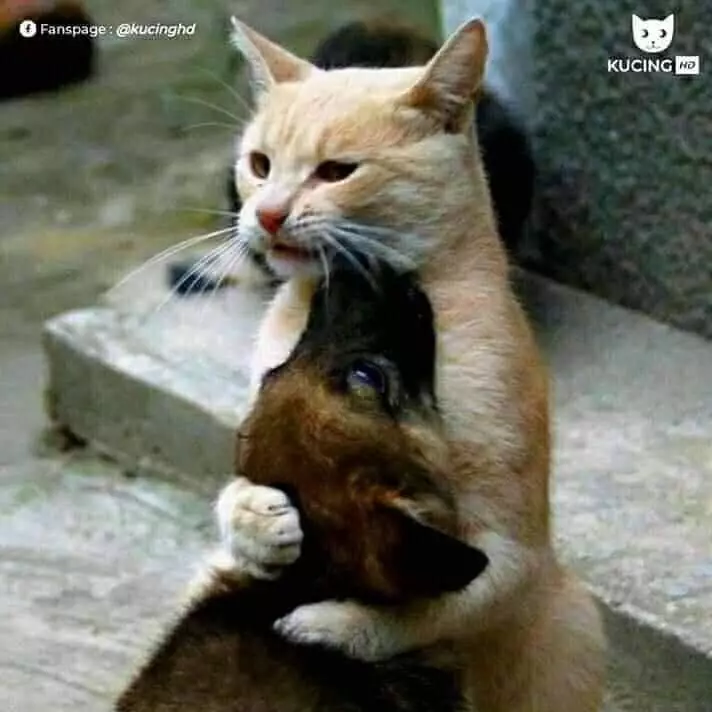 Potret kucing oren Berbagai sumber Potret kucing oren Berbagai sumber