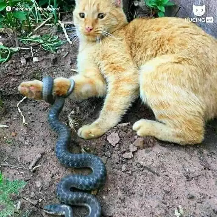 Potret kucing oren Berbagai sumber Potret kucing oren Berbagai sumber