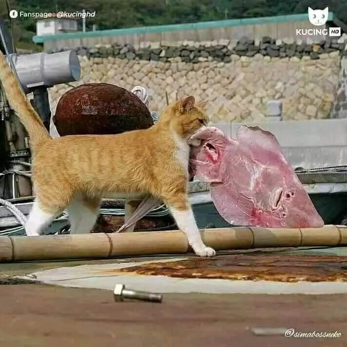 Potret kucing oren Berbagai sumber Potret kucing oren Berbagai sumber