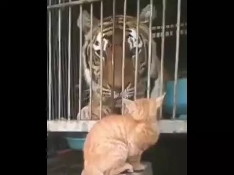 Potret kucing oren Berbagai sumber Potret kucing oren Berbagai sumber