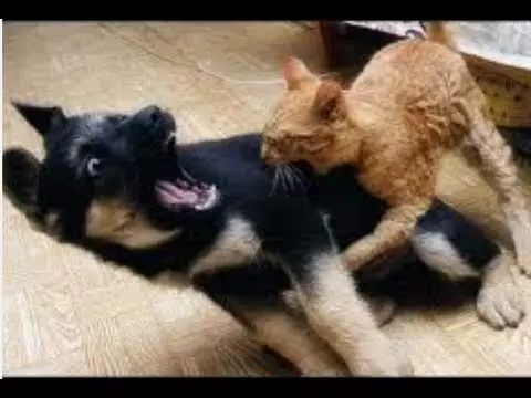 Potret kucing oren Berbagai sumber Potret kucing oren Berbagai sumber