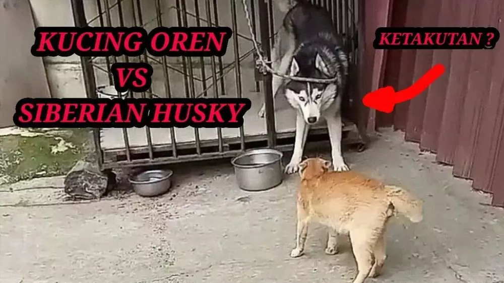 Potret kucing oren Berbagai sumber Potret kucing oren Berbagai sumber