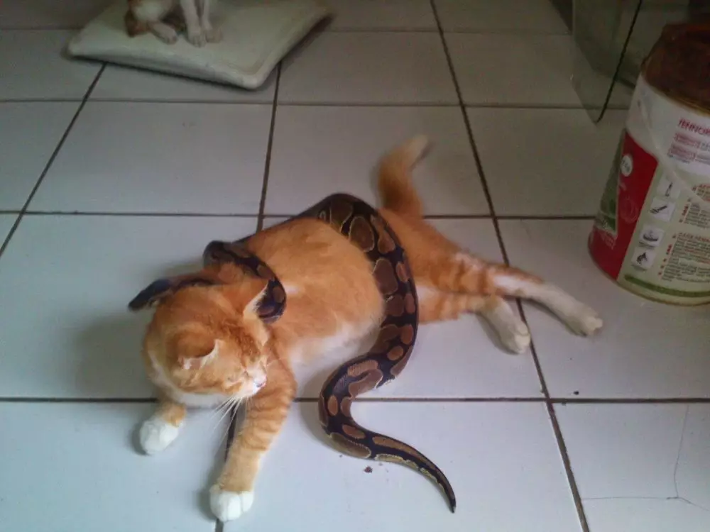 Potret kucing oren Berbagai sumber Potret kucing oren Berbagai sumber
