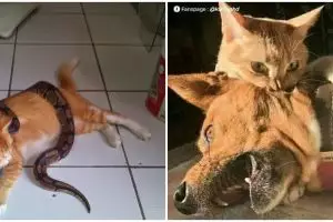 10 Potret kucing oren lawan hewan buas, nggak ada takutnya