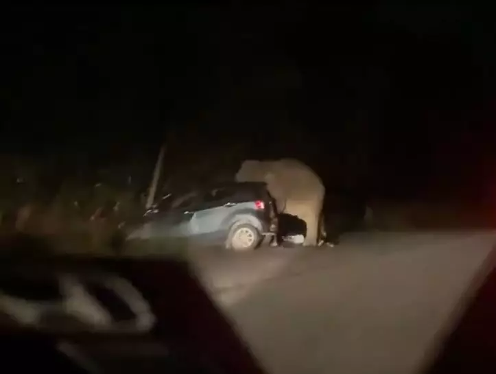 gajah injak mobil Facebook