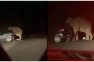 Viral video gajah mengamuk & rusak mobil di jalan, ini penyebabnya